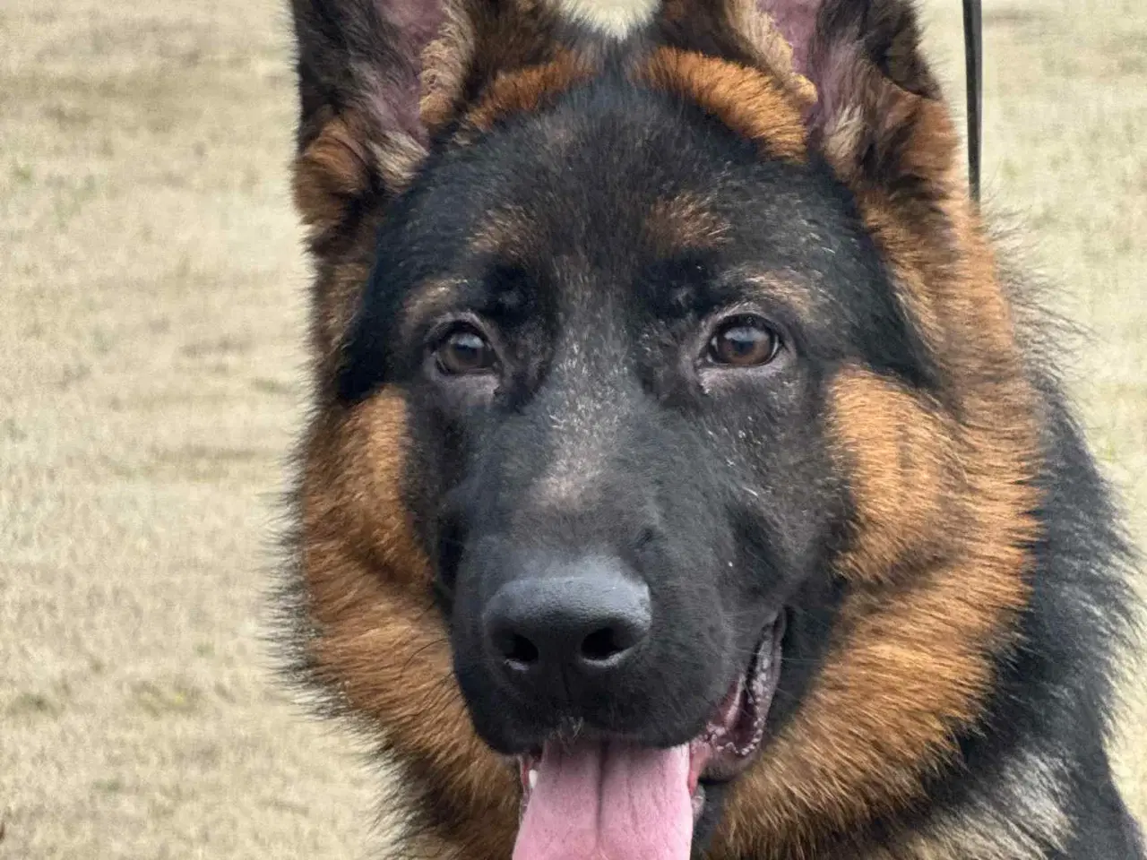 Billede 1 - Flot fynbo på 7 mdr. Med DKK stambog!