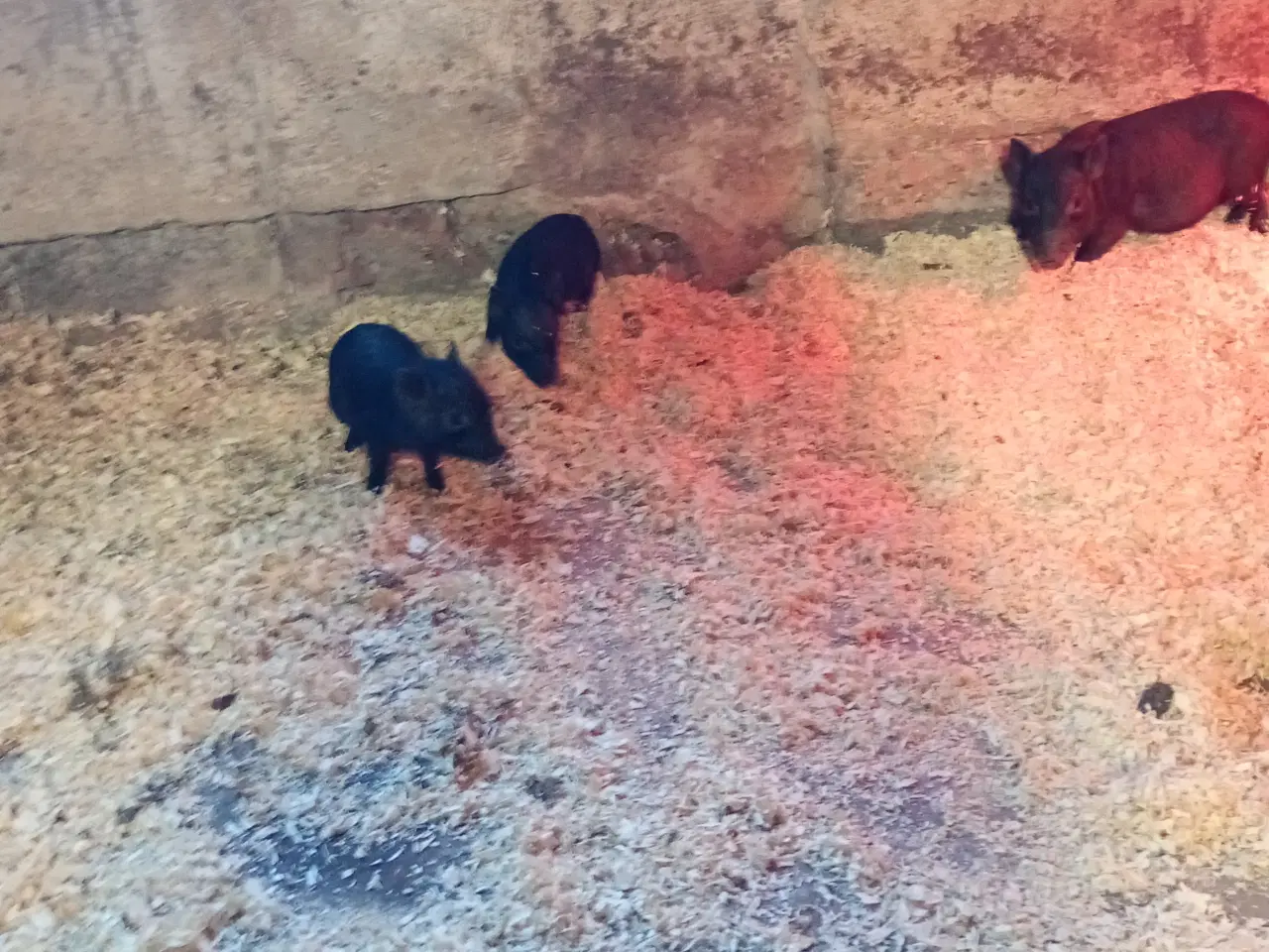 Billede 2 - Mini grise
