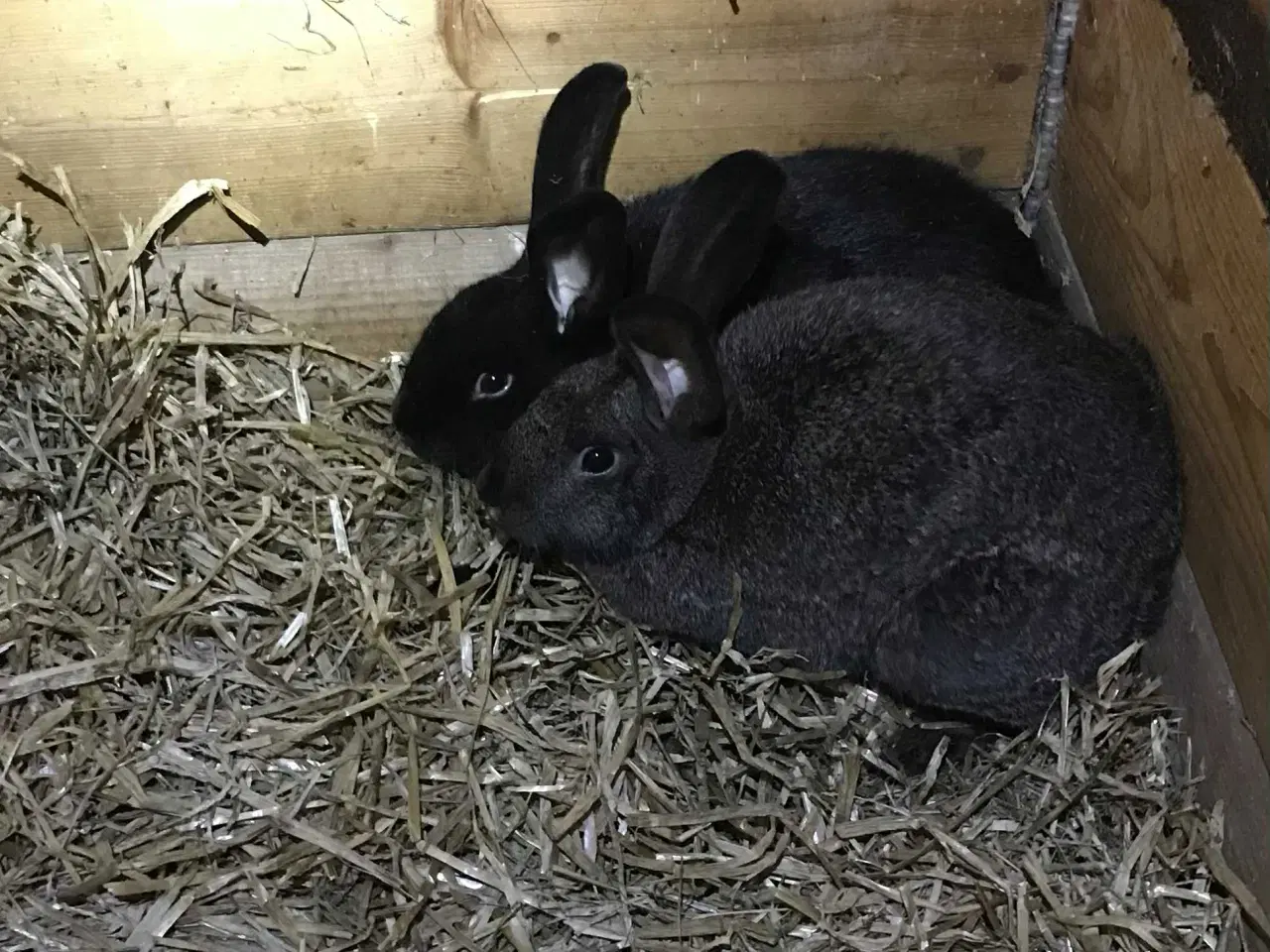 Billede 3 - Belgisk kæmpe og krydsninger sælges pga ophør