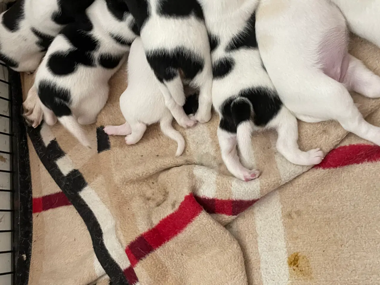 Billede 8 - Dansk Svensk gårdhunde hvalpe