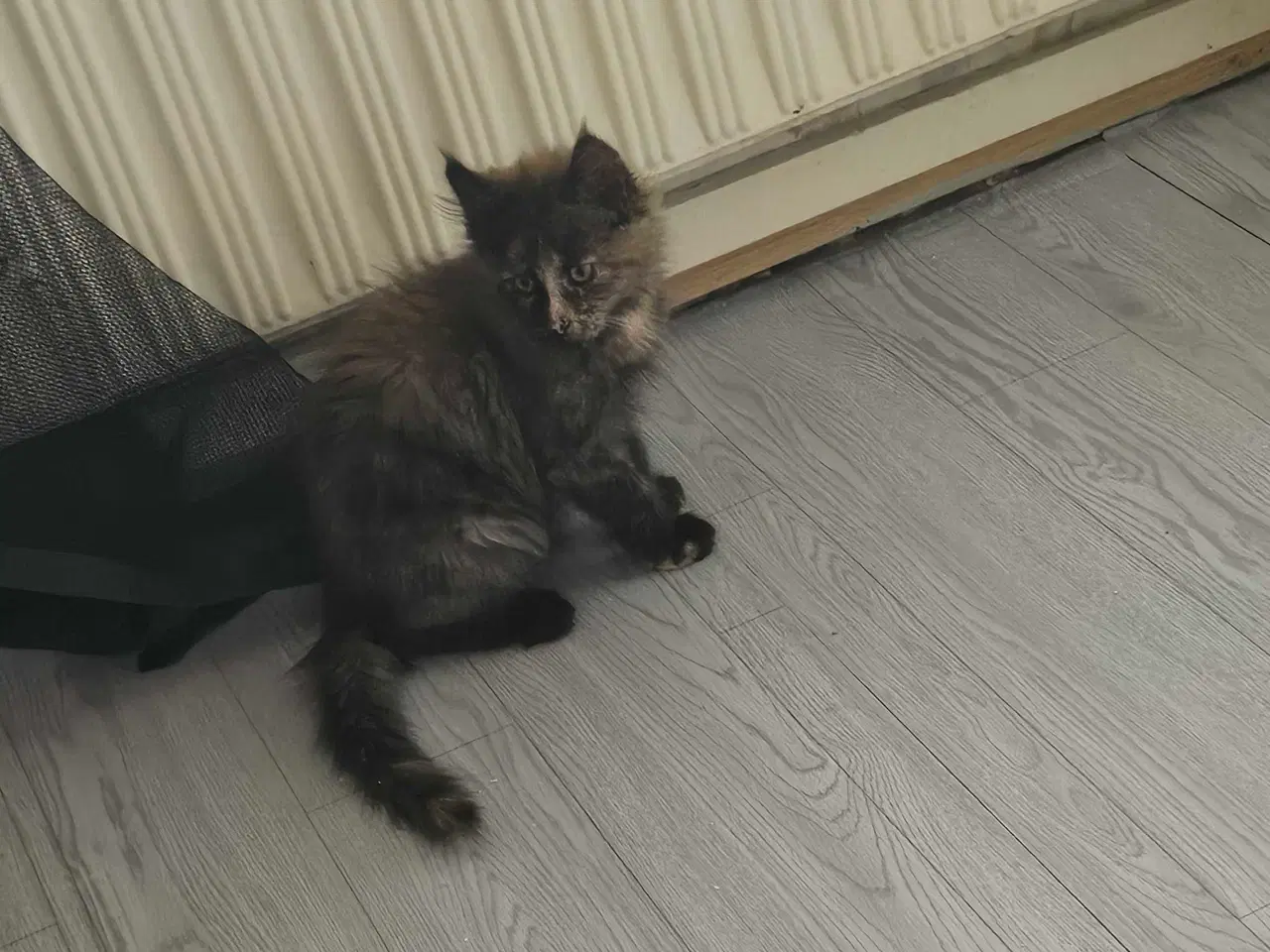 Billede 4 - Maine coon killinger uden stamtavle 