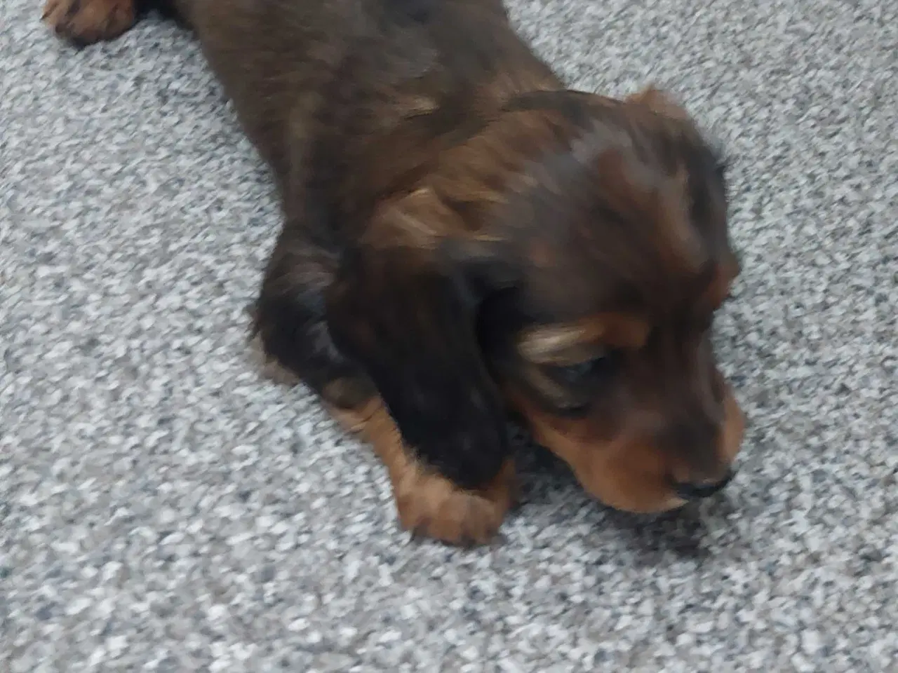 Billede 3 - Langhåret gravhunde