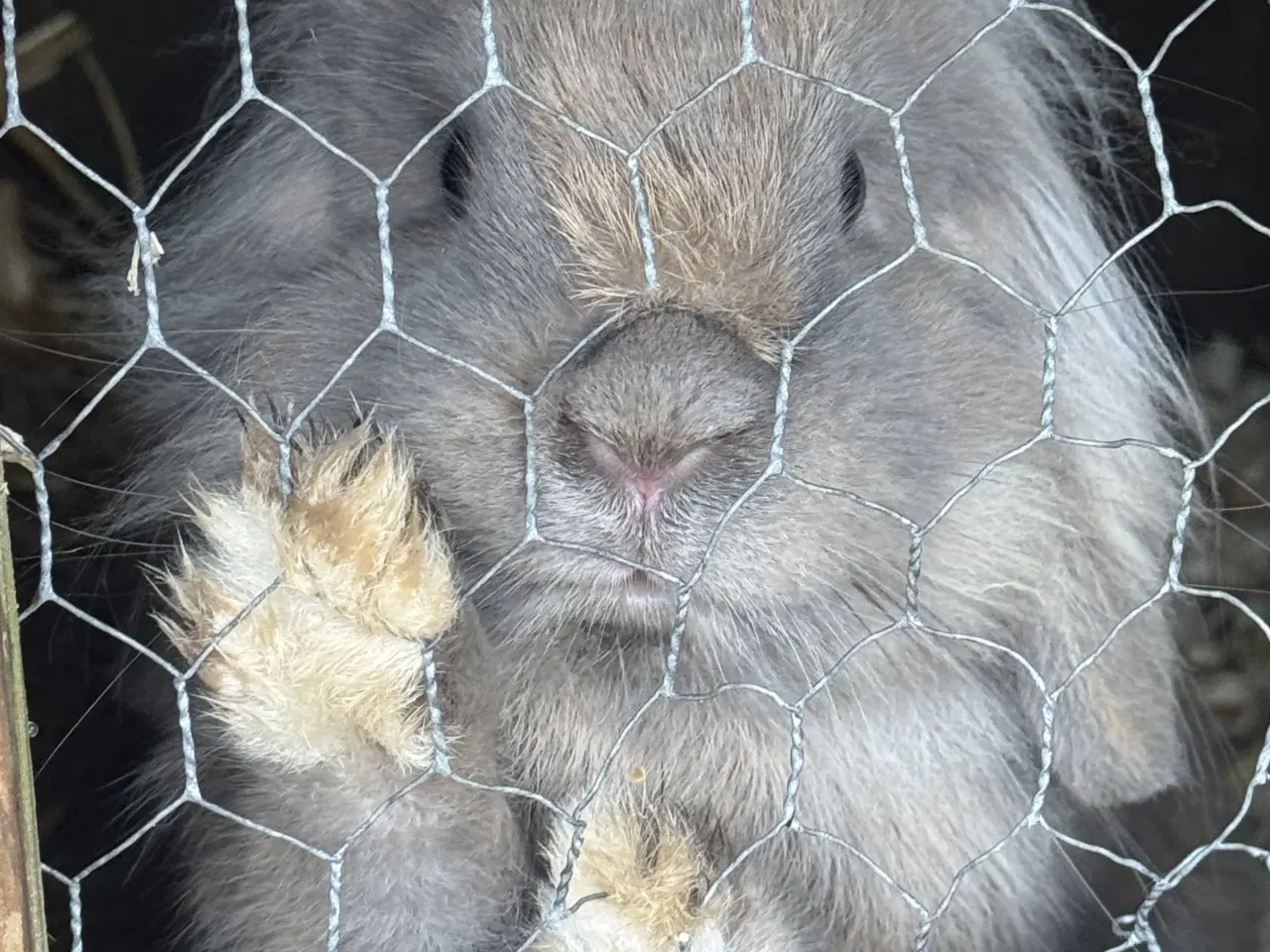 Billede 2 - Løvehoved han 