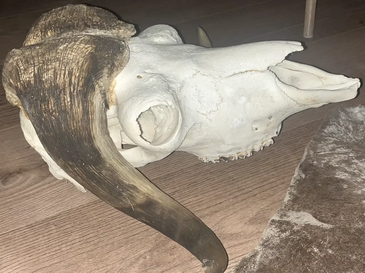 Billede 3 - Stor moskus okse 