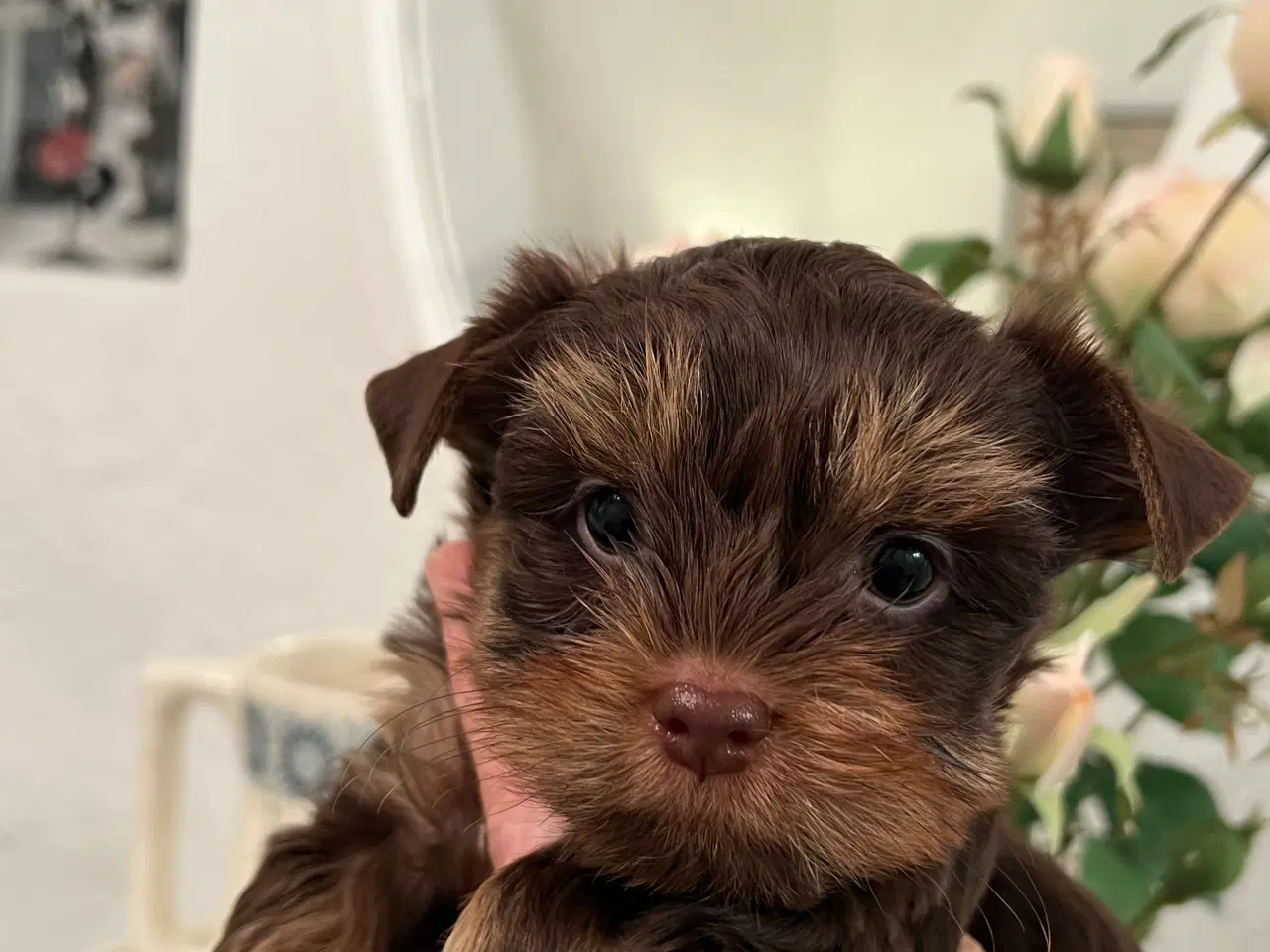 Billede 5 - Chokolade Yorkshire Terrier