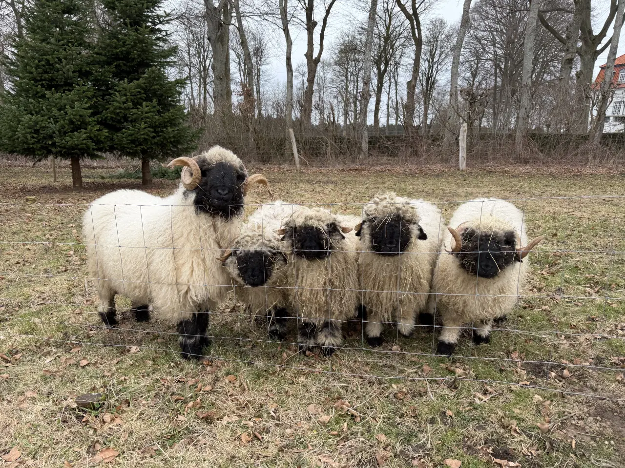 Billede 2 - Valais Blacknose væddere