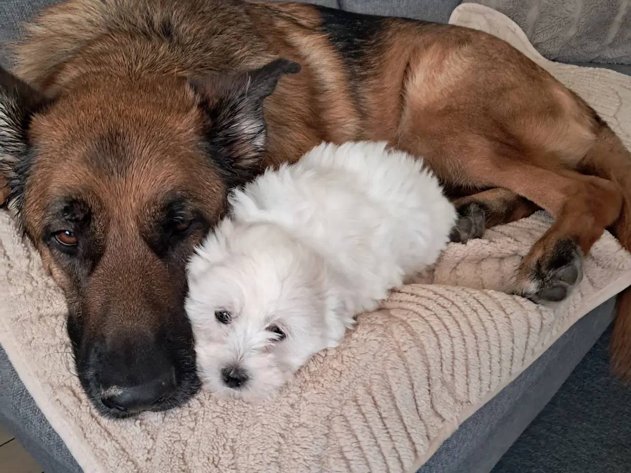 Billede 2 - Sidste coton/malteser tæve