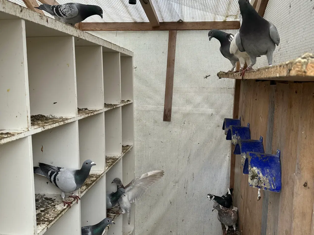 Billede 8 - 30 stk Duer