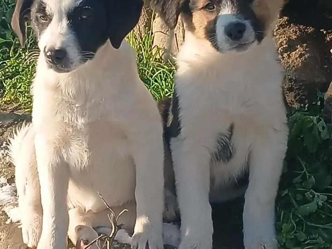 Billede 10 - Skønneste Muriel søger sin egen familie