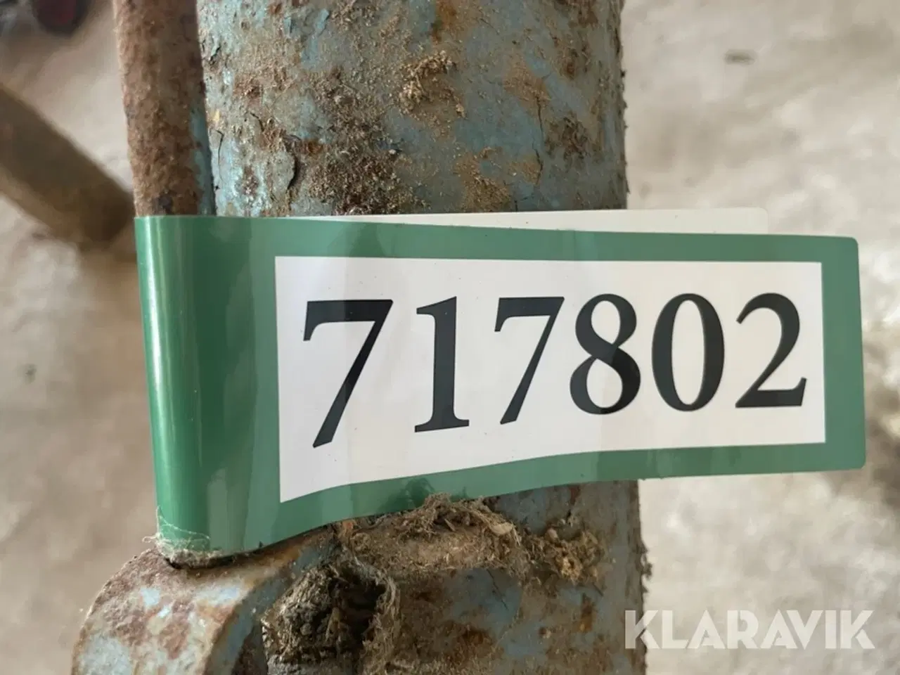 Billede 12 - Kornsnegl