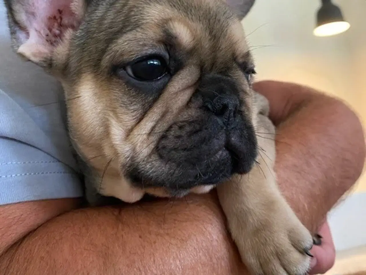 Billede 3 - Fransk Bulldog