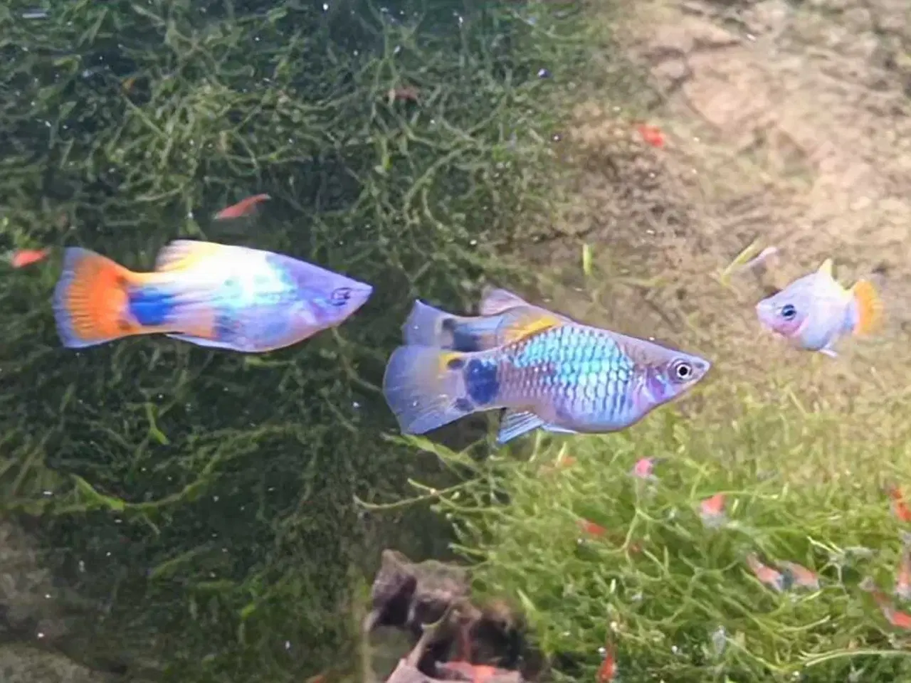 Billede 3 - Blue Butterfly Mickey Mouse Platy - farverige fisk
