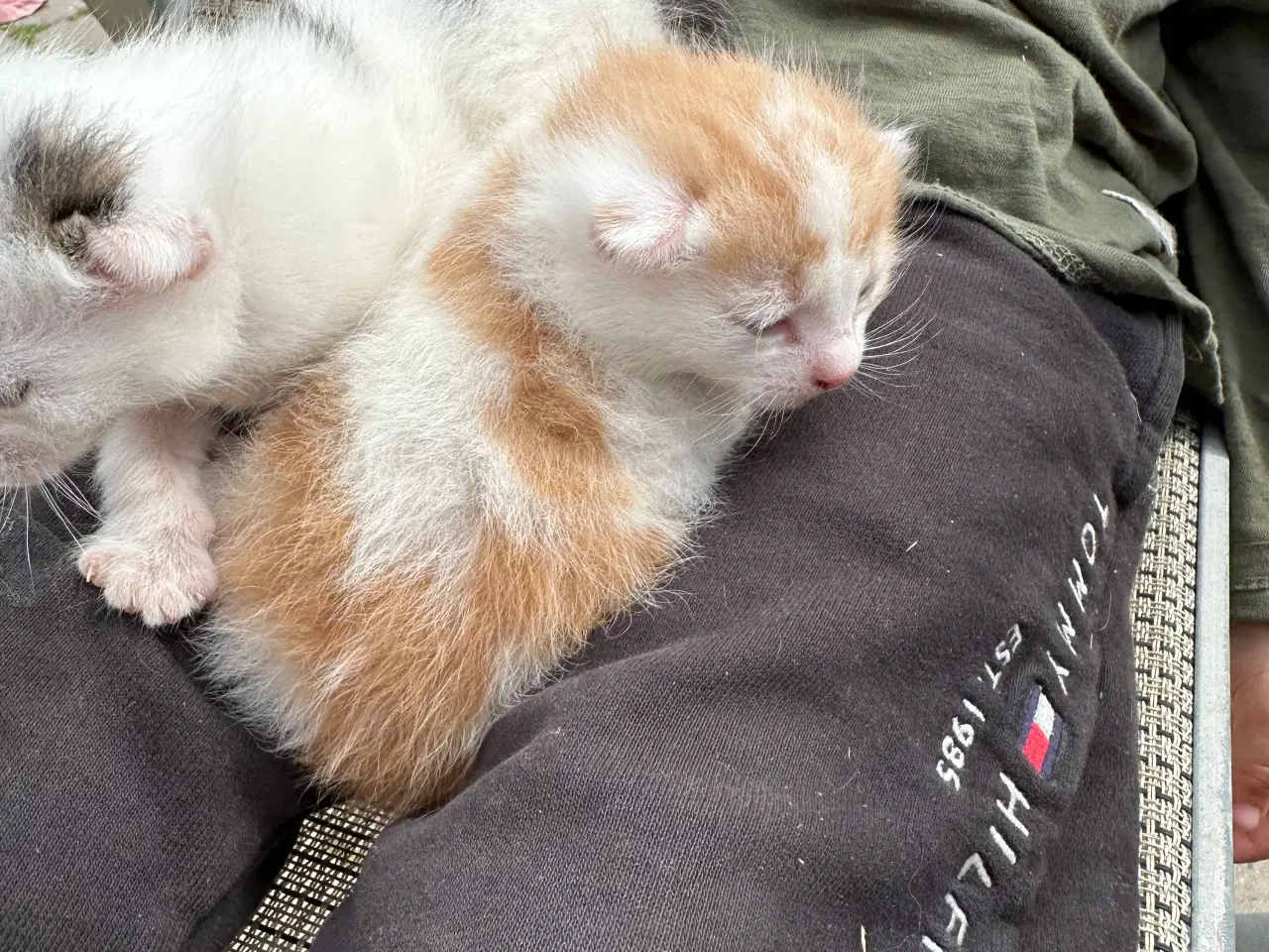 Billede 2 - Norsk skovkat/maincoon killinger