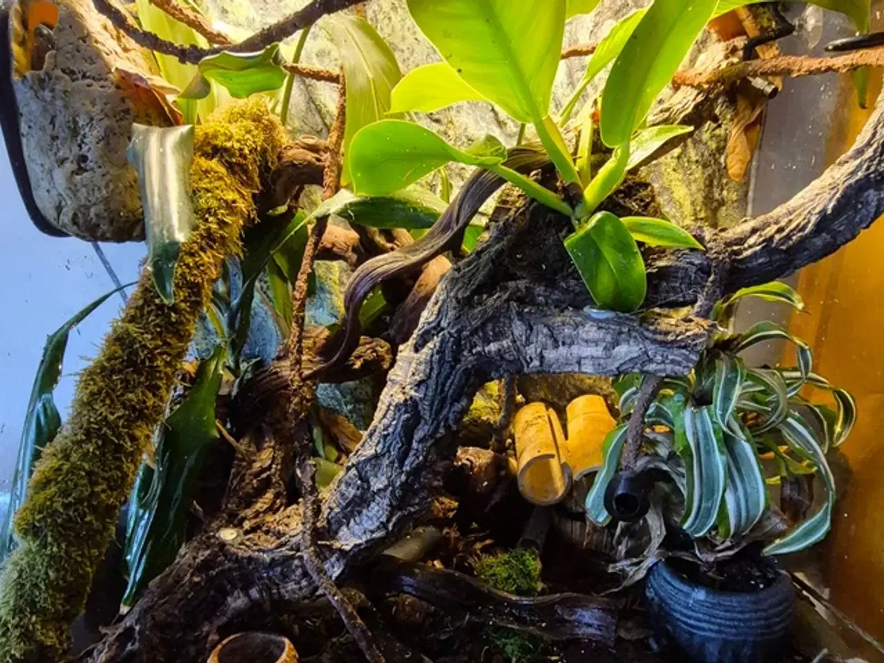 Billede 3 - Jomfrugekkoer med terrarie