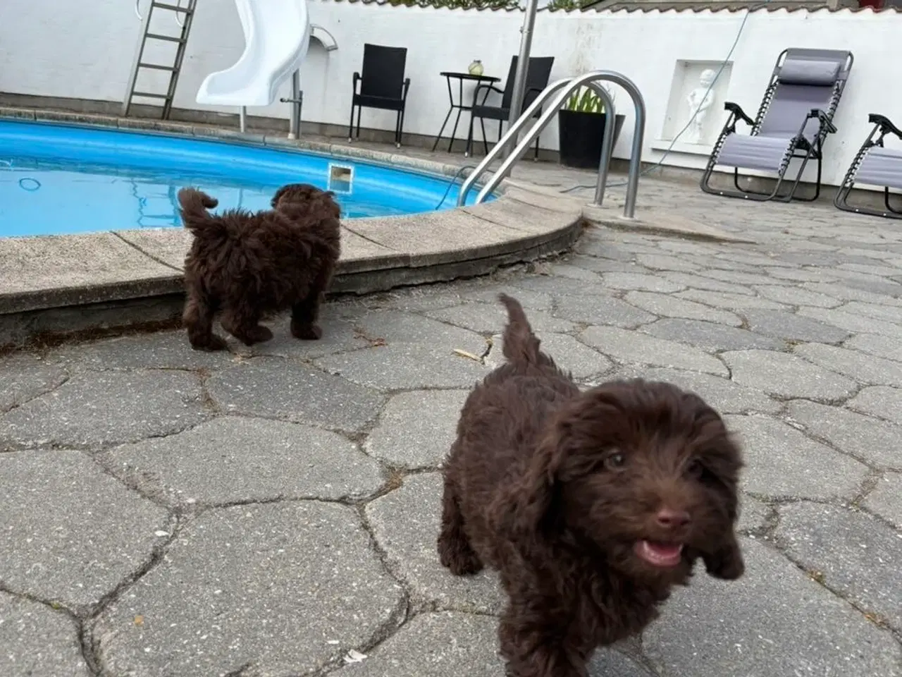 Billede 1 - Maltipoo-hvalpe med charme og krudt i halen!