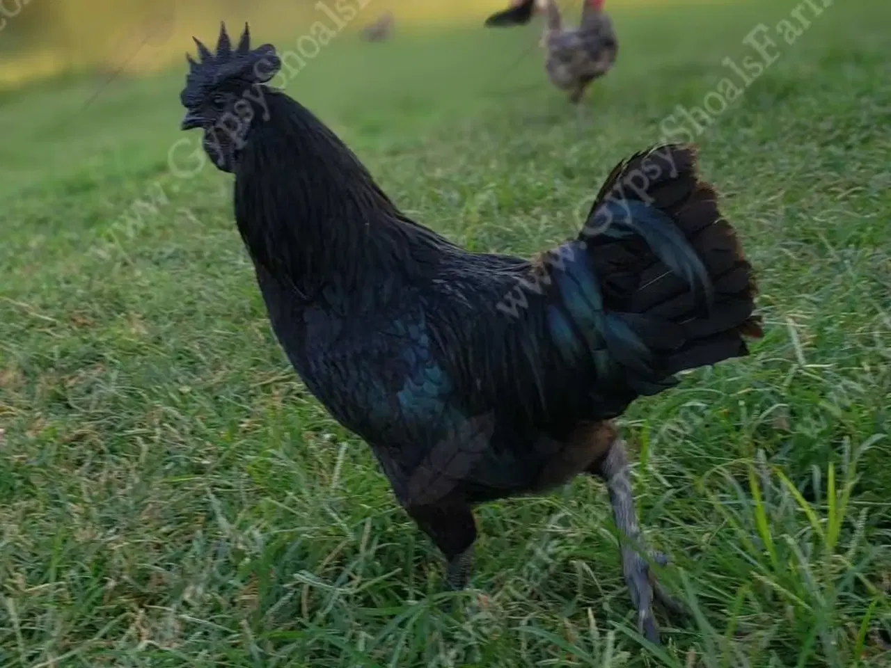 Billede 1 - Adam Cemani haner 5 stk 