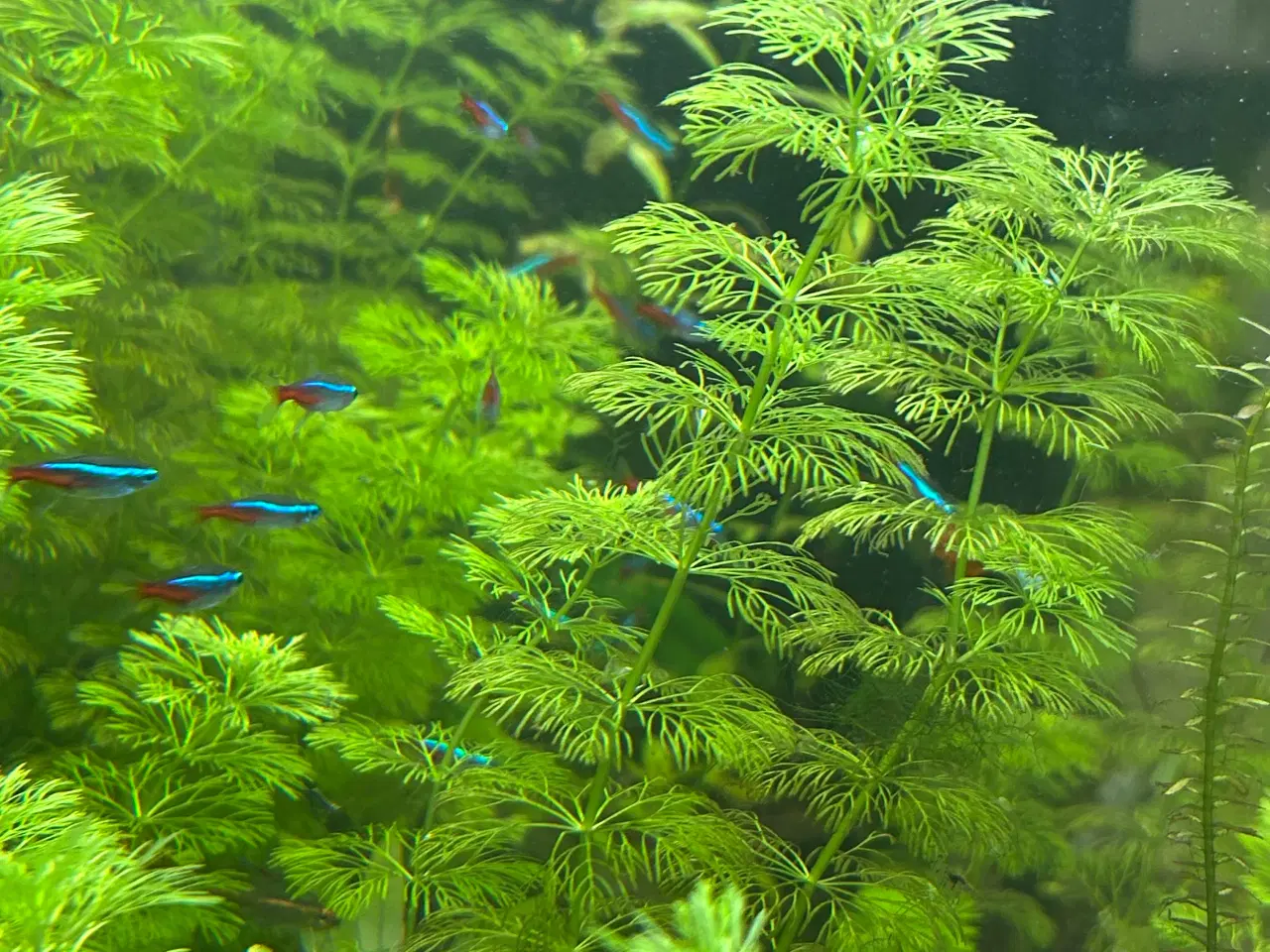 Billede 3 - 🌿 Levende akvarieplanter – 2 stk. GLS