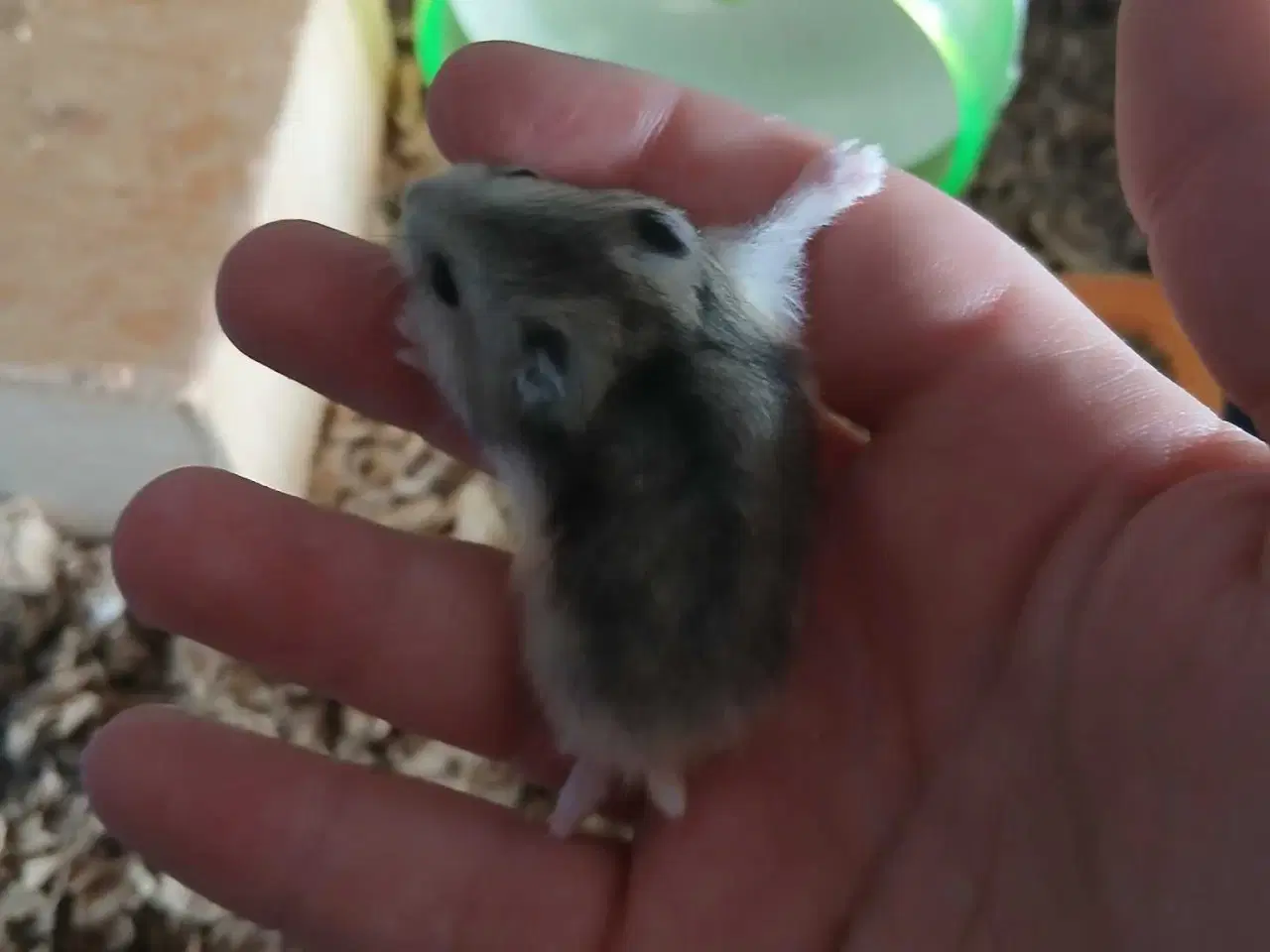 Billede 5 - Dværghamster unger 