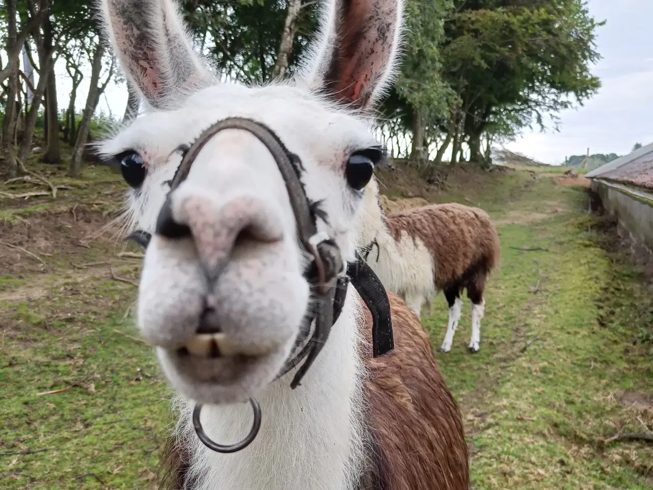 Billede 3 - Lama hingst