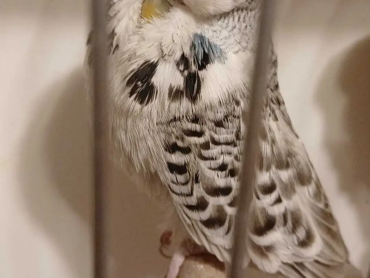 Billede 2 - Engelske undulater hun