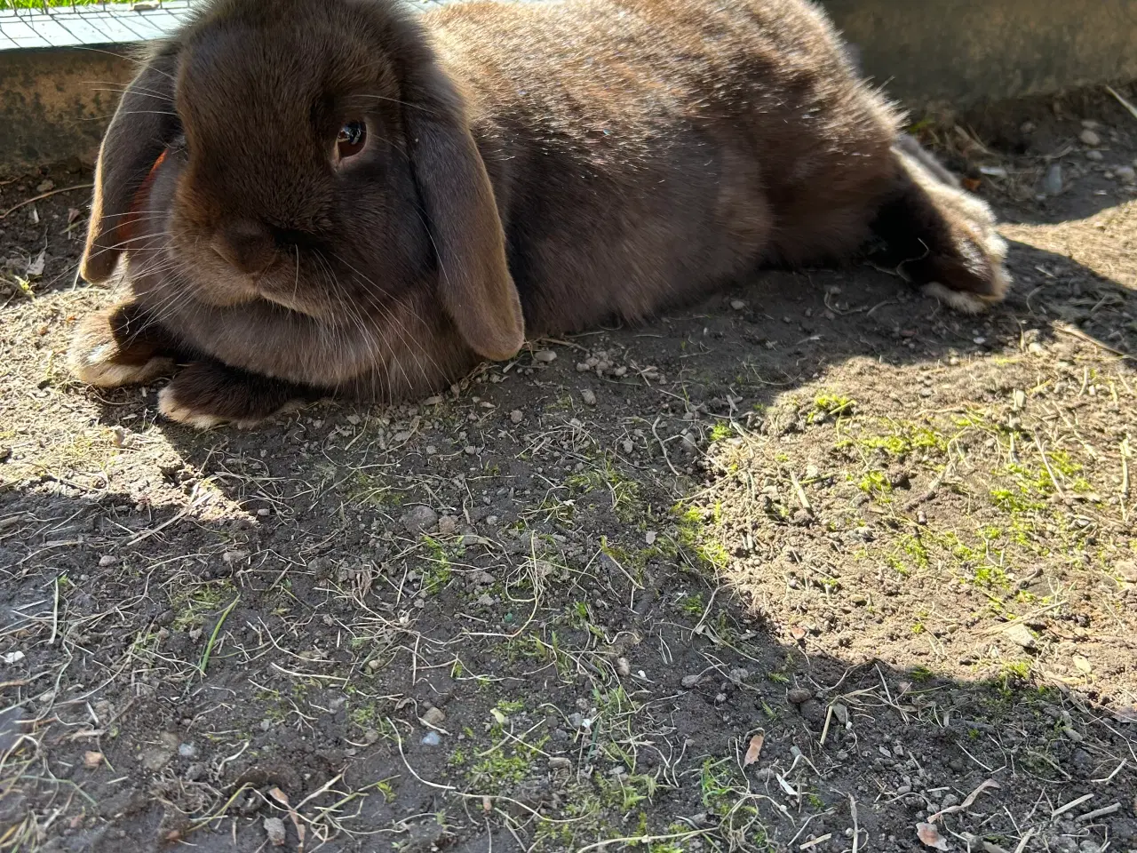 Billede 10 - 2 søde mini lop kaniner (søstre)