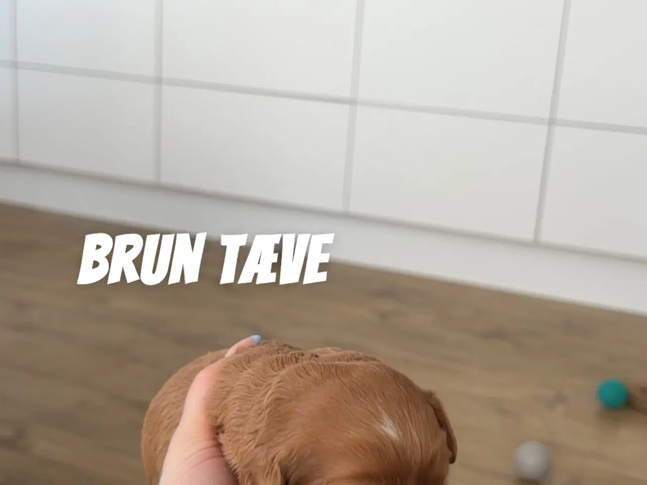 Billede 5 - F1 cavapoo hvalpe 