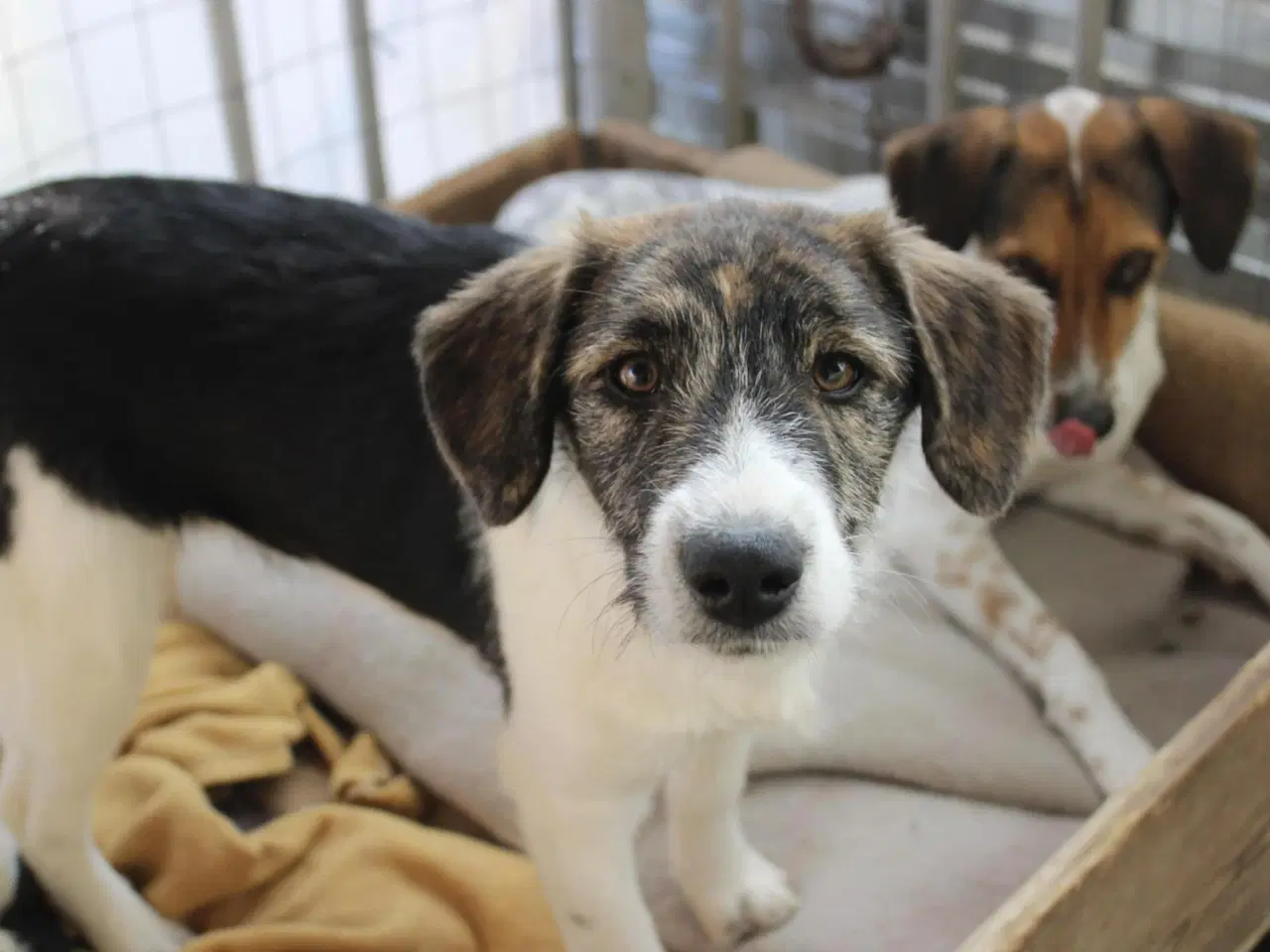 Billede 3 - Skønneste Berenike søger sit eget hjem <3