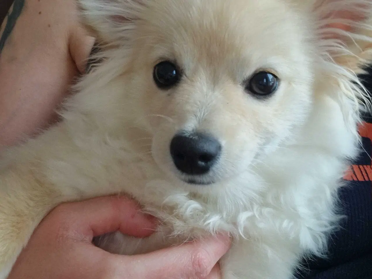 Billede 7 - Smuk krudtugle