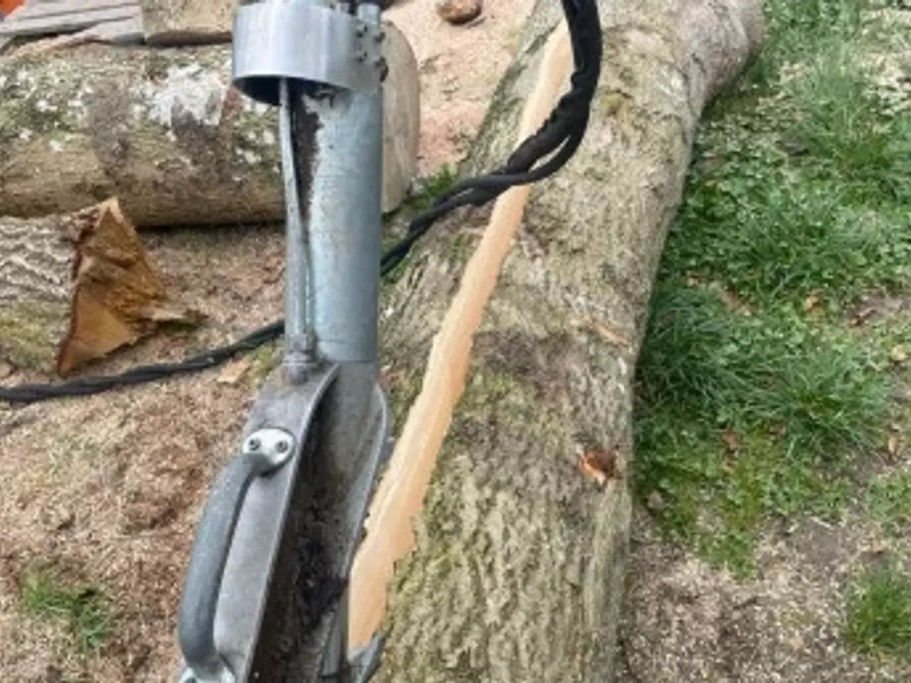 Billede 1 -  - Storkævlekløveren