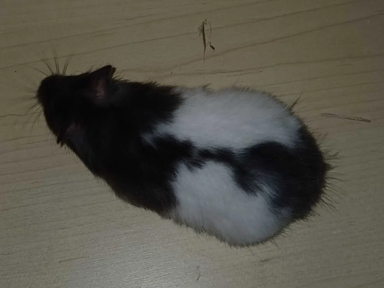 Billede 9 - Guldhamster unger 