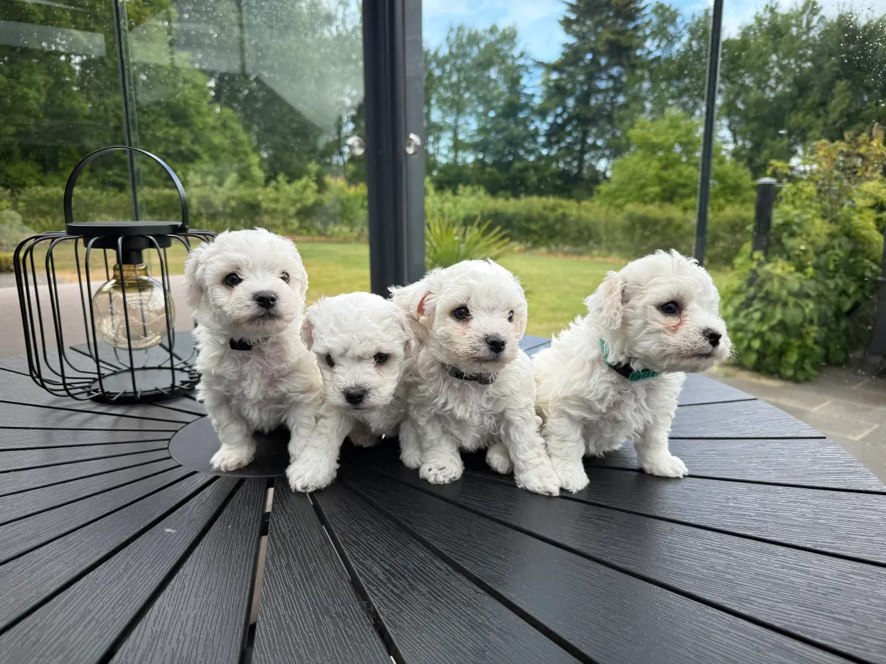Billede 10 - Bichon Frisé hvalpe