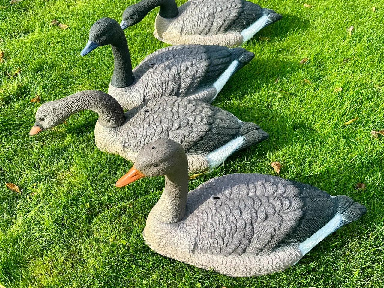 Billede 1 - Lokke ænder og gæs