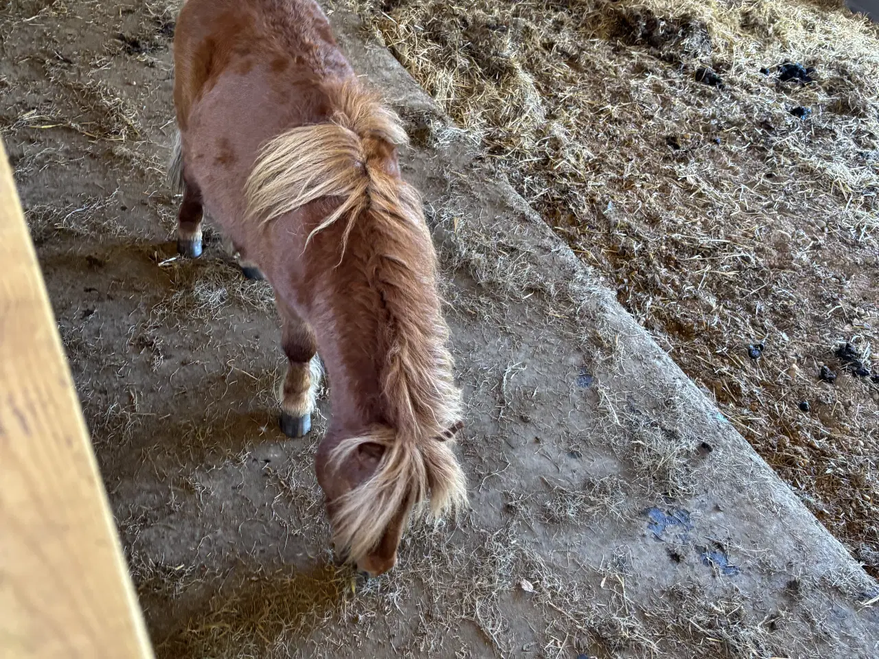 Billede 2 - 2 års hingst