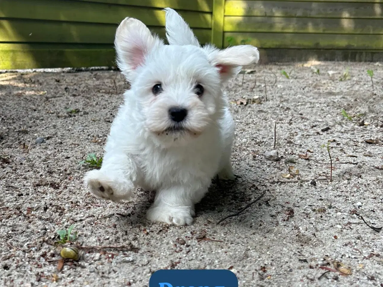 Billede 2 - COTON DE TULEAR HVALPE