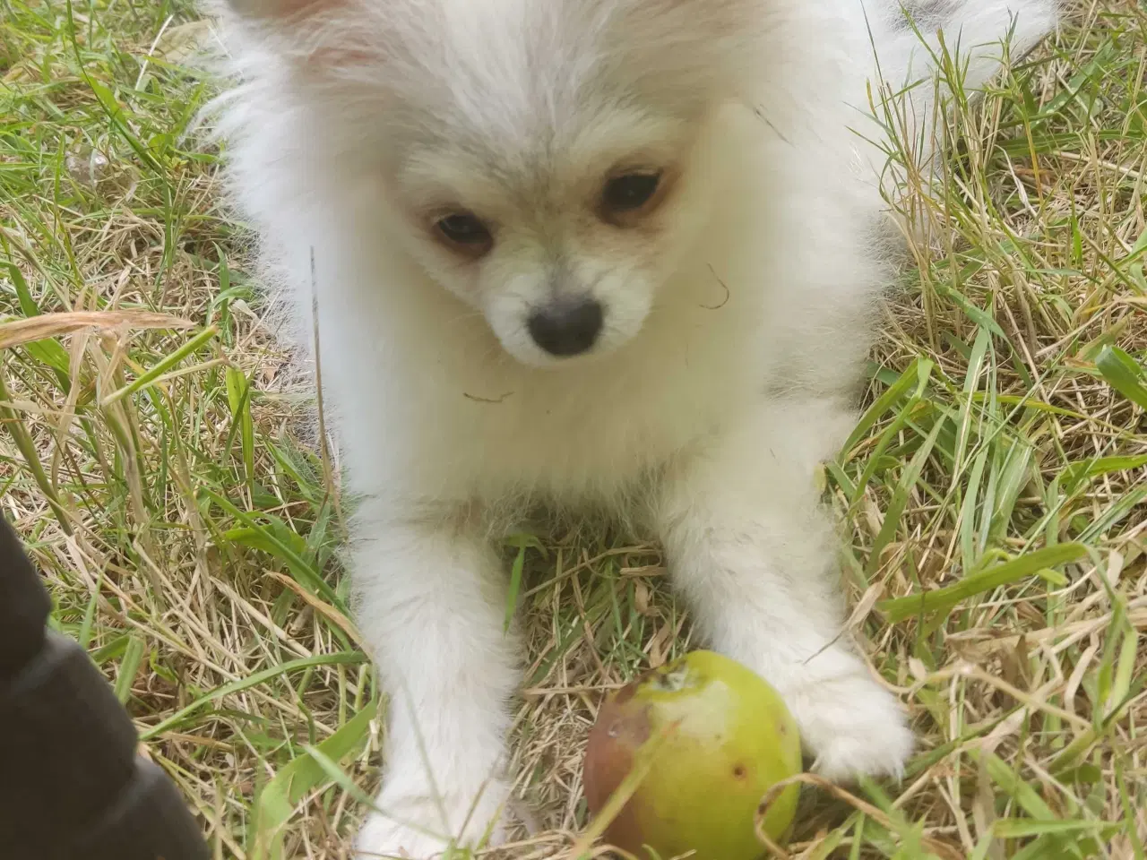 Billede 9 - Mini Pomeranian 