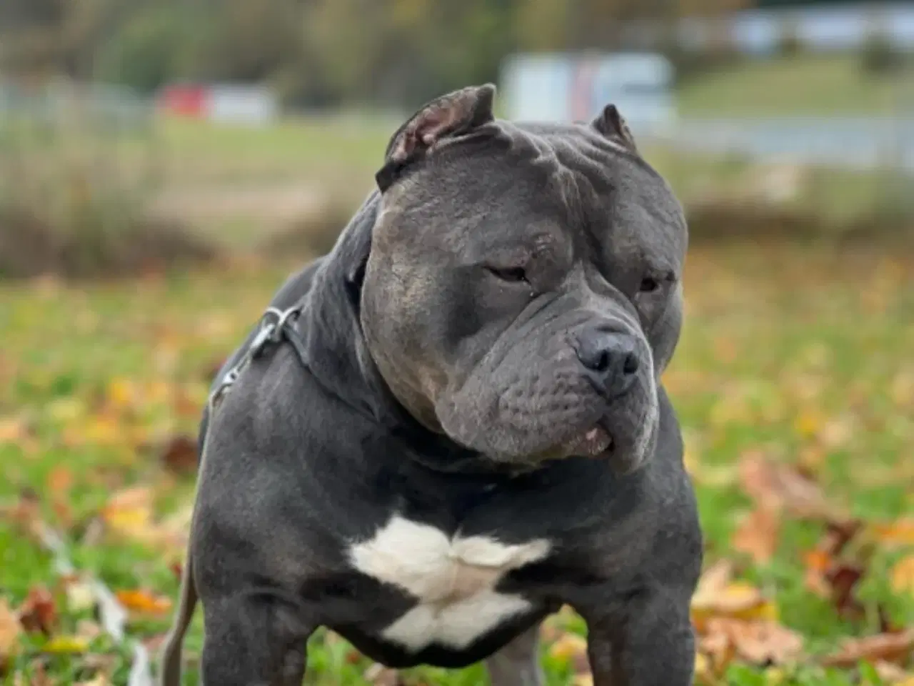 Billede 1 - American Bully Hvalpe Abkc STRONG
