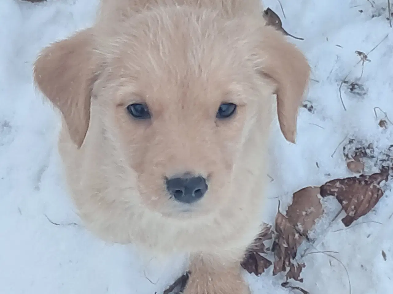Billede 6 - De sødeste skønneste blandingshvalpe