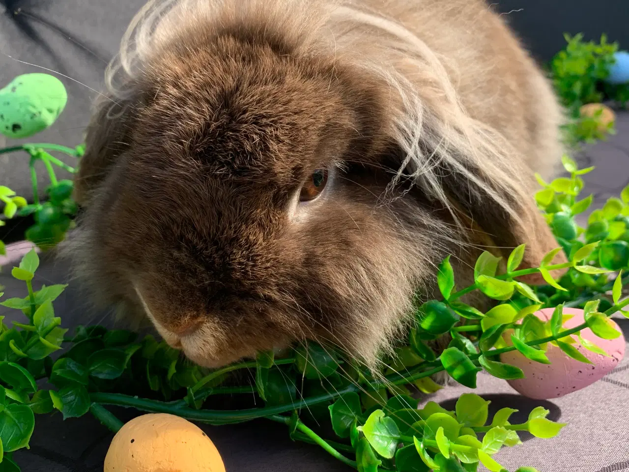 Billede 2 - Mini Leon lop han 6 mån . Bor i haven