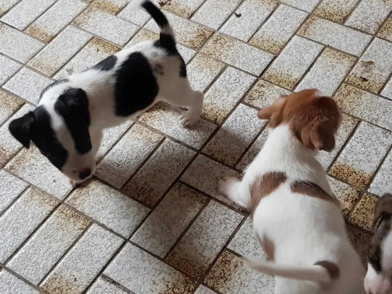 Billede 5 - lav benet Jack Russel terrier hvalpe