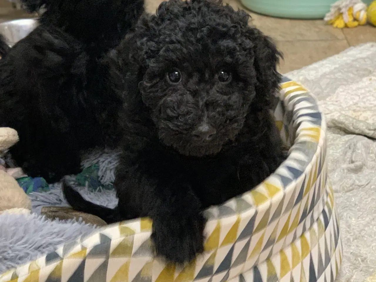 Billede 10 - Golden Doodle F1B babyer er rejse klar