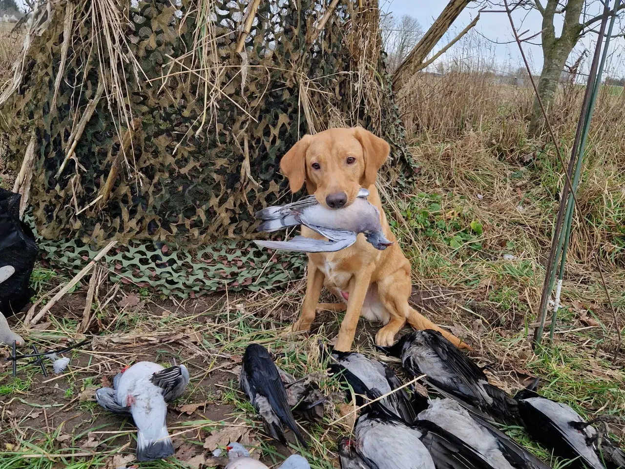 Billede 4 - Red fox Jagtretriver med stamtavle.