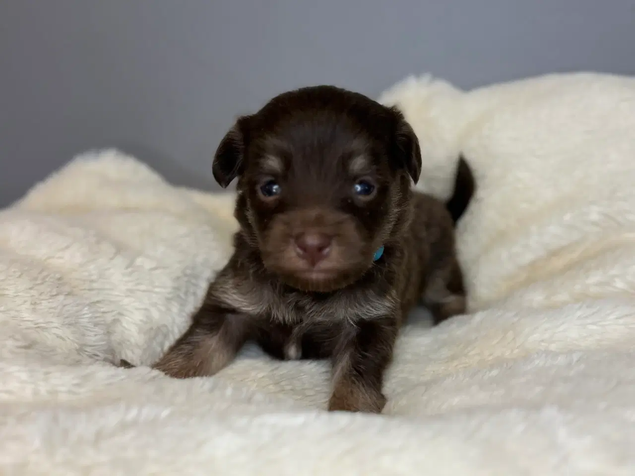 Billede 1 -  Brune Pomapoo Hvalpe