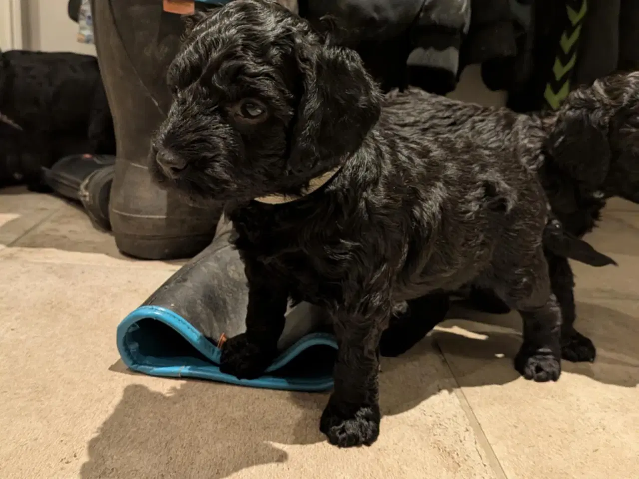 Billede 3 - Springer Doodle hvalpe