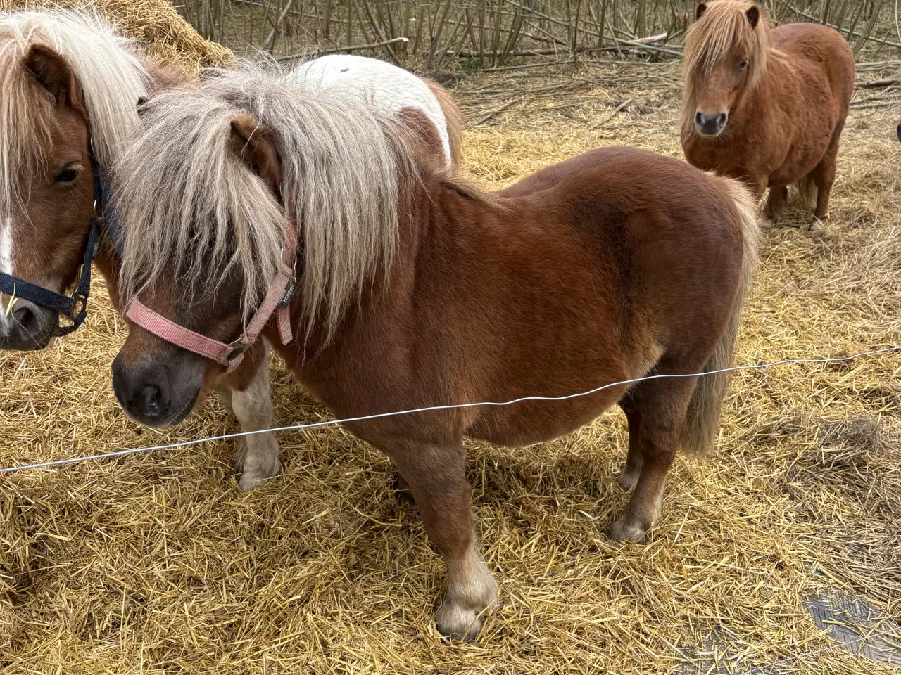 Billede 2 - Charmerende og avlssikker shetlænderhingst