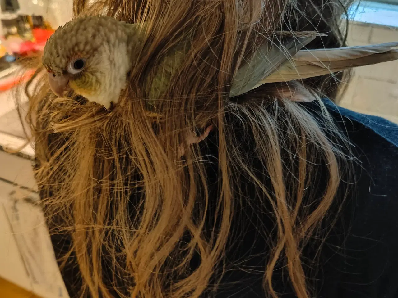 Billede 4 - Skøn lille conure han sælges 