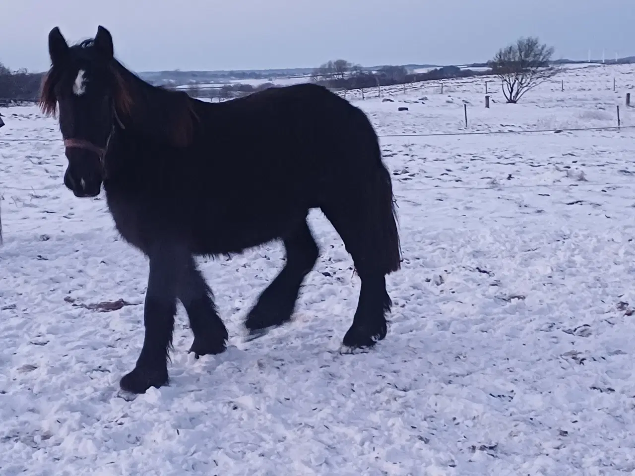 Billede 5 - 2årig Jyskhest hingst sælges