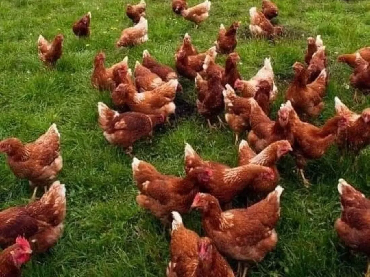 Billede 2 - Isa Warren 18og 19 uger