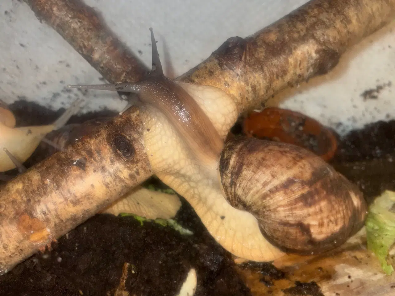 Billede 1 - Congo snegle