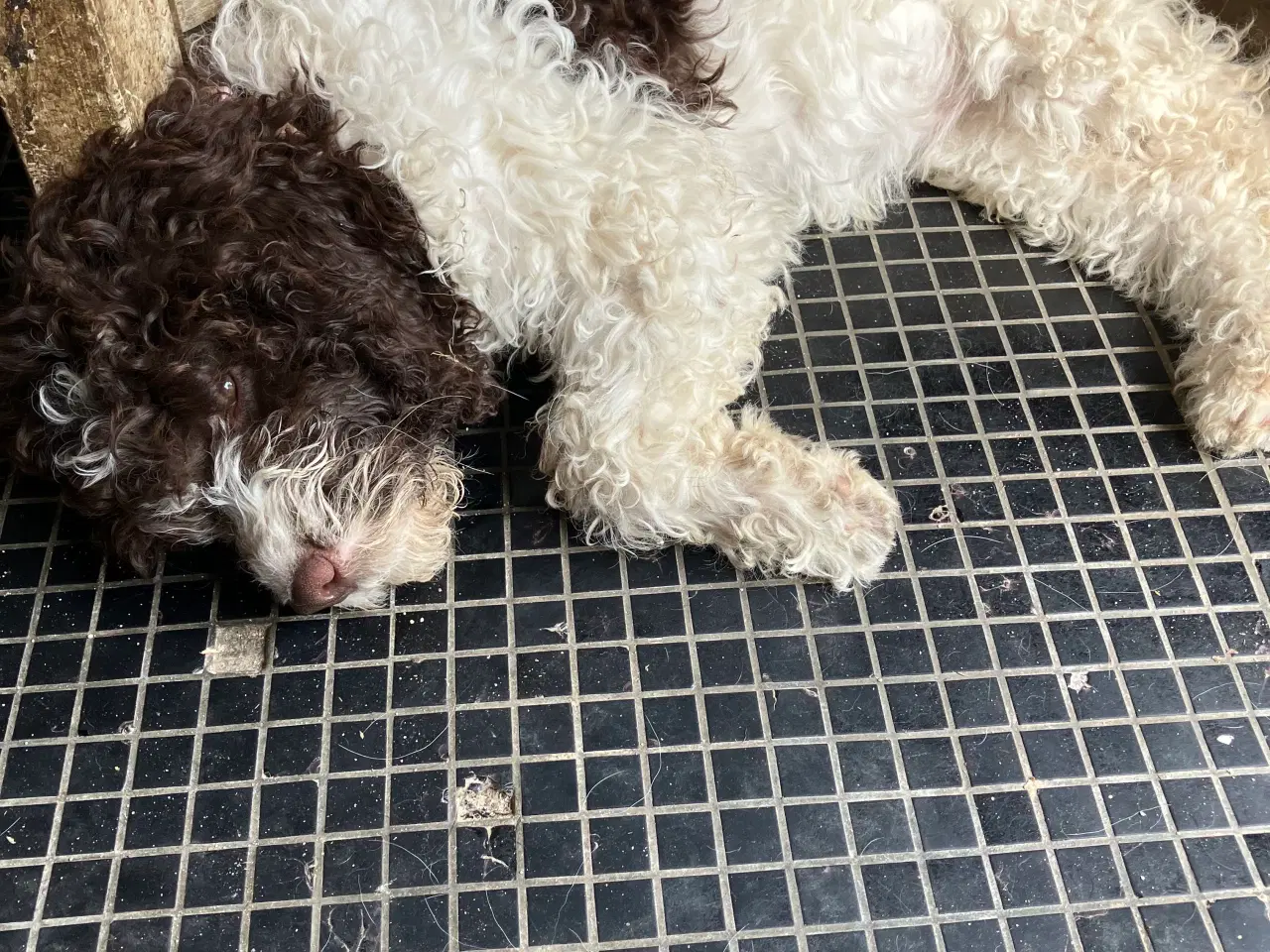 Billede 3 - Lagotto Romagnolo/ Kleiner Münsterländer 