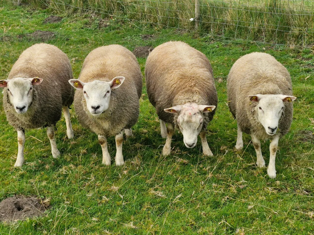 Billede 3 - Texel lam årgang 2024